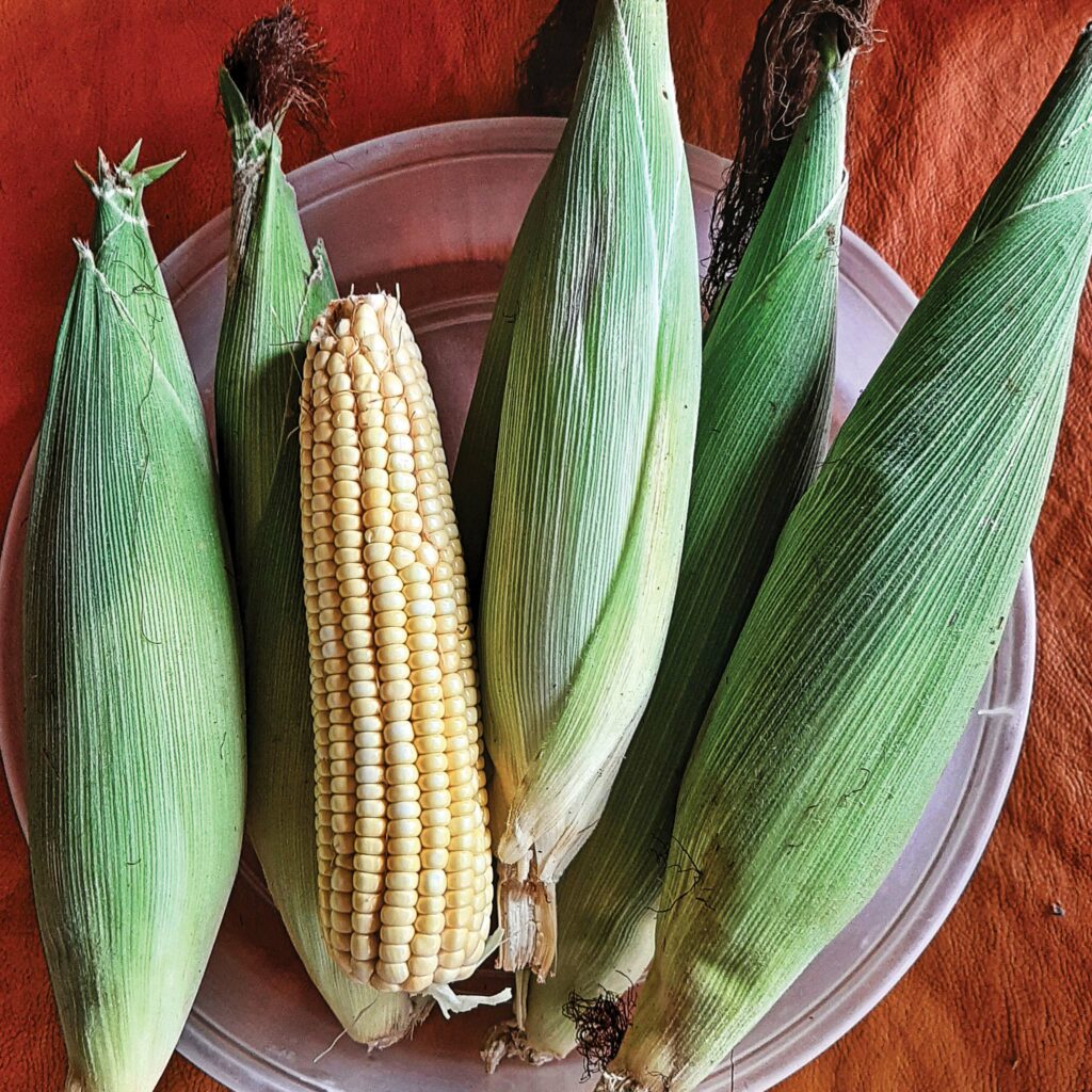 Corn