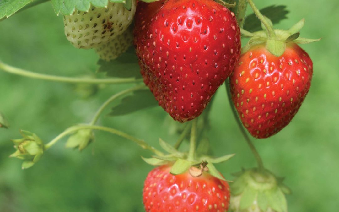 June is Strawberry Month