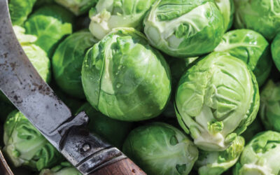 October & November are all about Brussels Sprouts